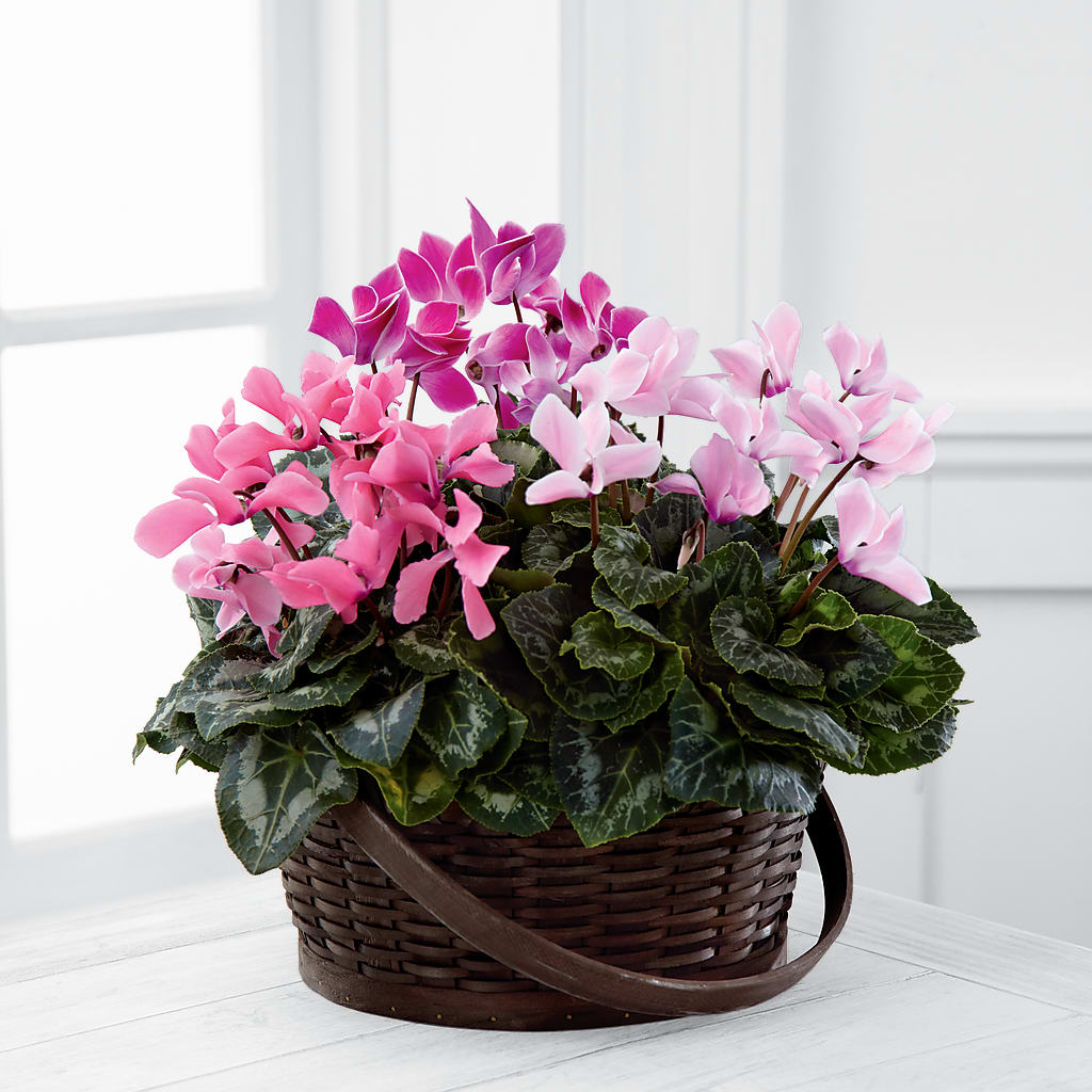 Mixed Cyclamen Planter – Mongis Luxe Creations Llc, Old Bridge NJ