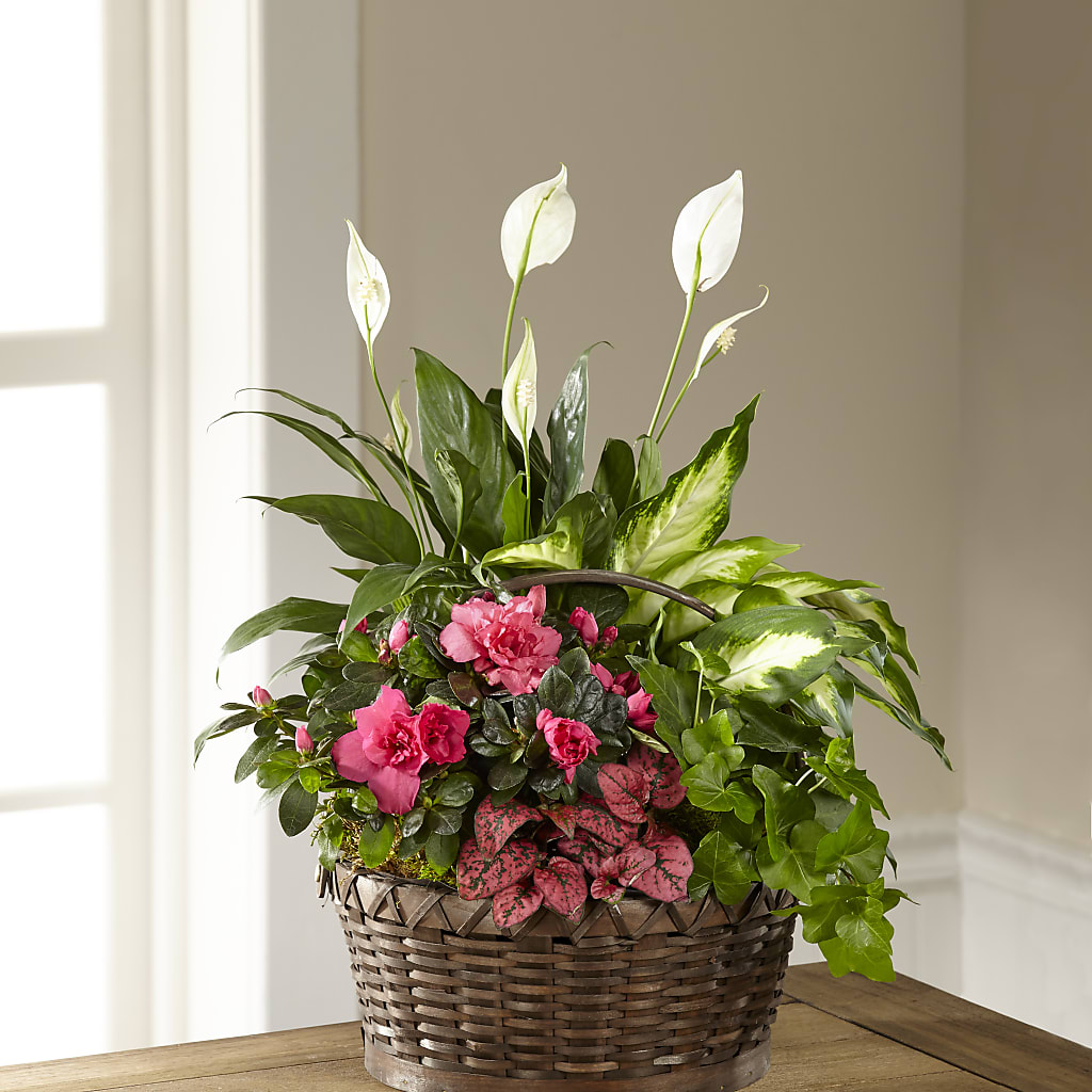 Dream in Pink Dishgarden – Mongis Luxe Creations Llc, Old Bridge NJ