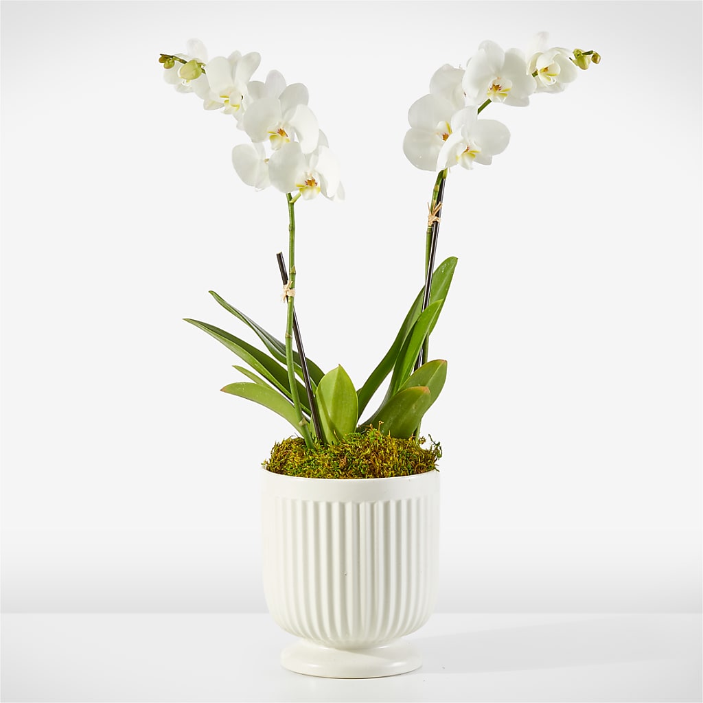 Whispering White Orchid – Mongis Luxe Creations Llc, Old Bridge NJ
