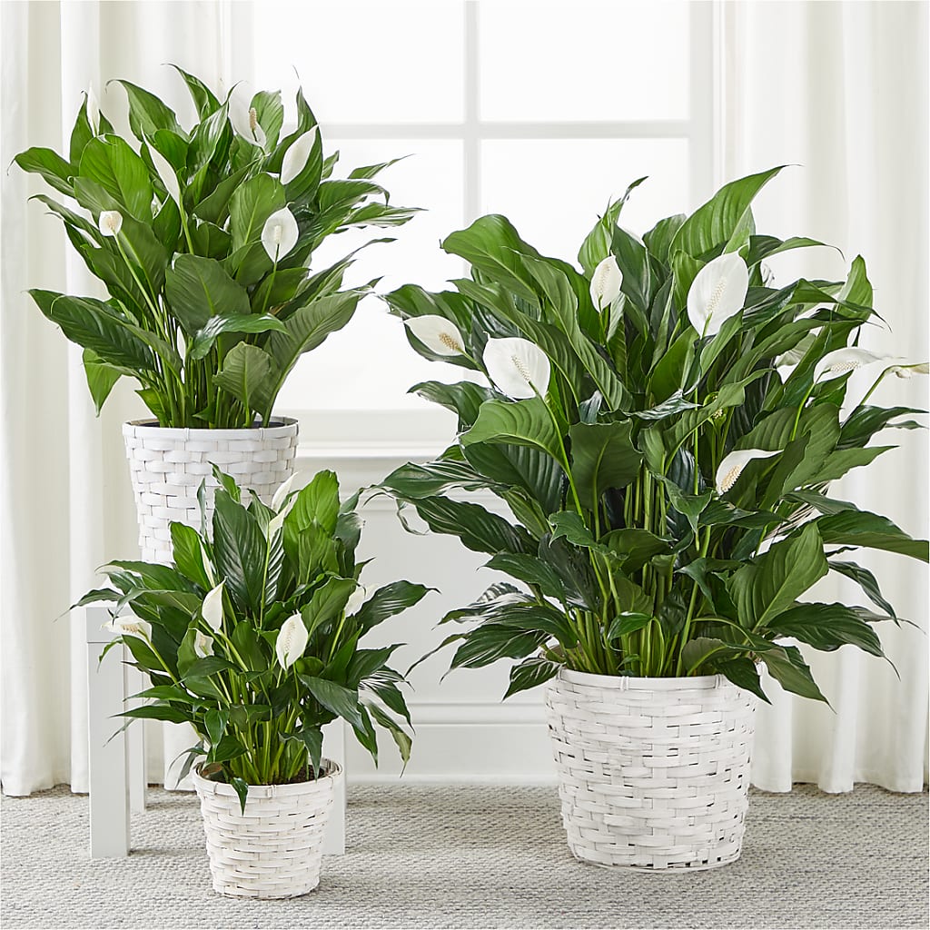 A New Leaf Peace Lily – Mongis Luxe Creations Llc, Old Bridge NJ