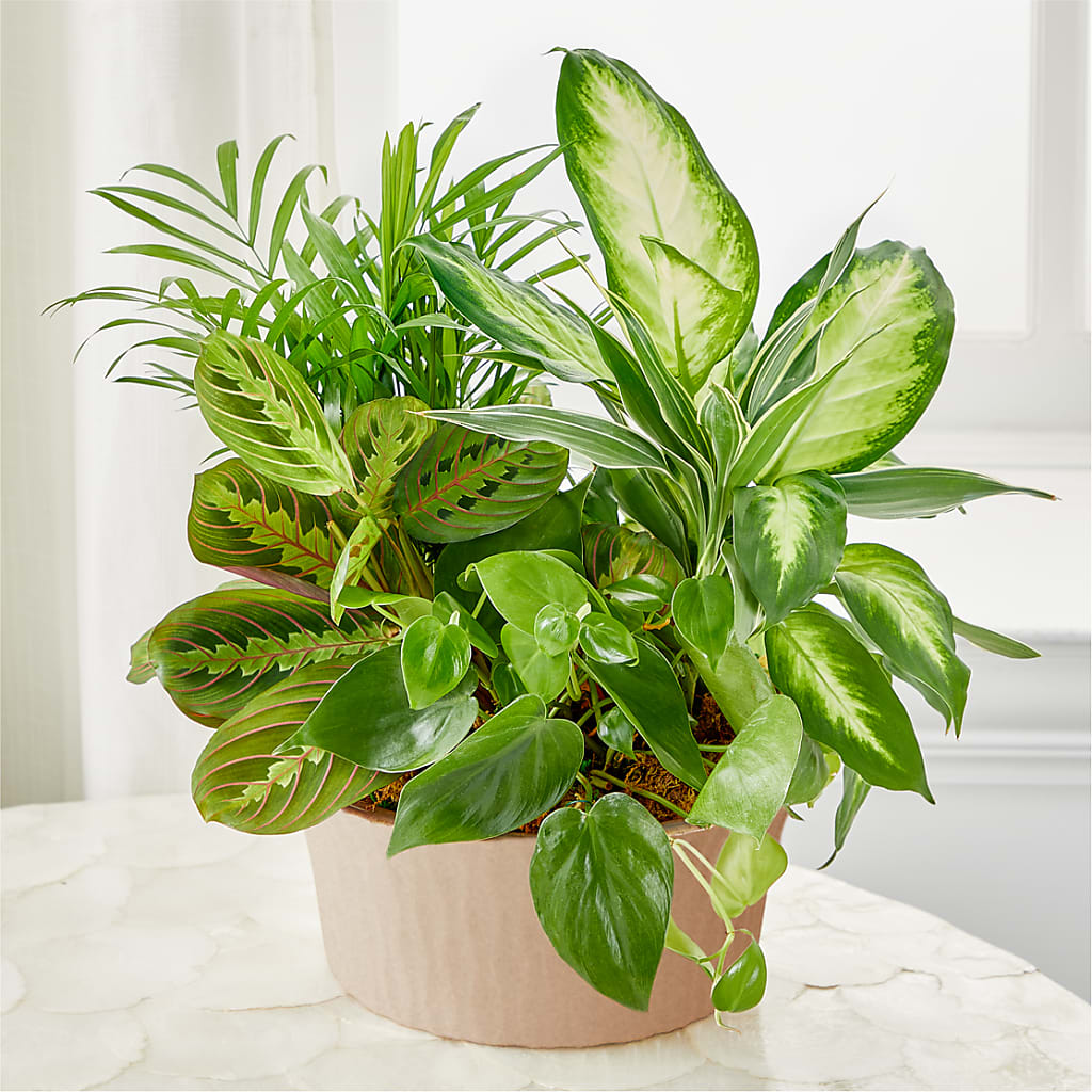 Balance & Harmony Dishgarden – Mongis Luxe Creations Llc, Old Bridge NJ
