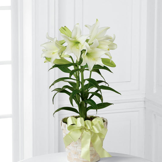 Easter Lily Plant –  Mongis Luxe Creations Llc, Old Bridge NJ