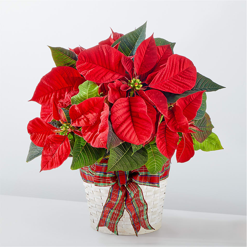 Happiest Holidays Poinsettia –  Mongis Luxe Creations Llc, Old Bridge NJ