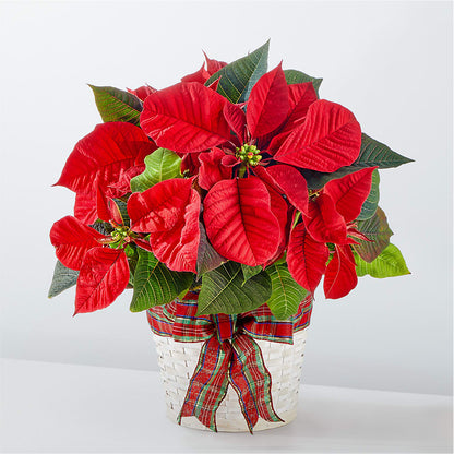 Happiest Holidays Poinsettia –  Mongis Luxe Creations Llc, Old Bridge NJ