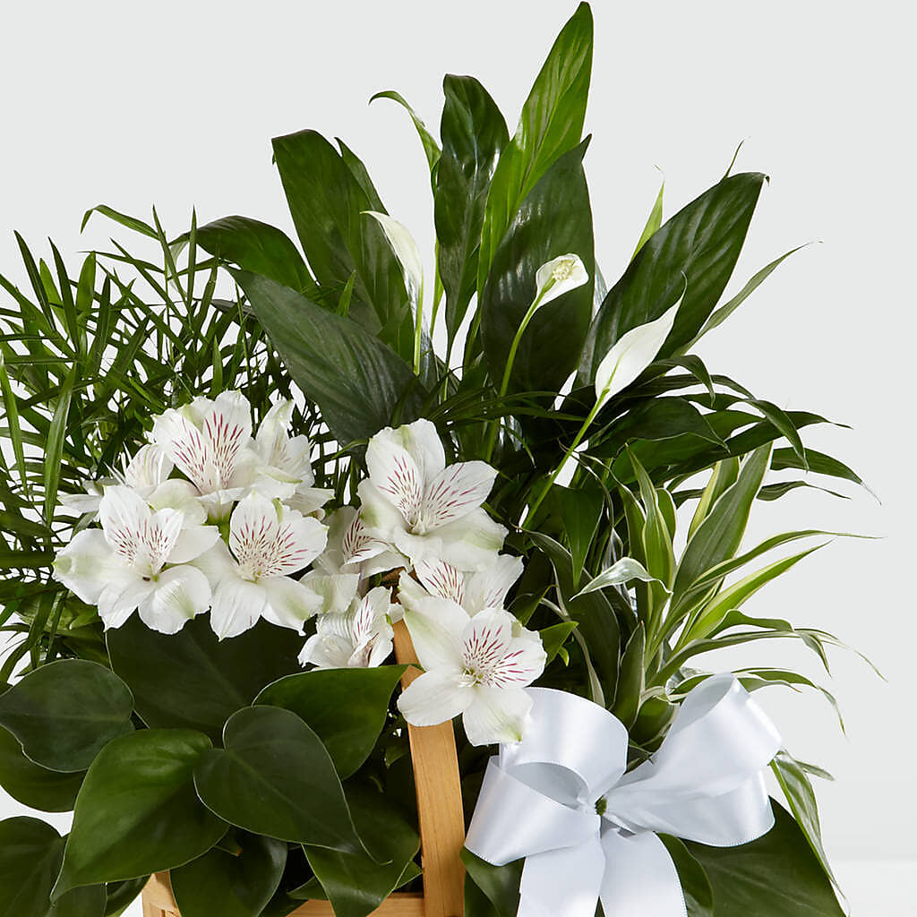 Peace & Serenity Dishgarden –  Mongis Luxe Creations Llc, Old Bridge NJ