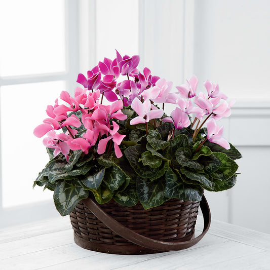 Mixed Cyclamen Planter –  Mongis Luxe Creations Llc, Old Bridge NJ