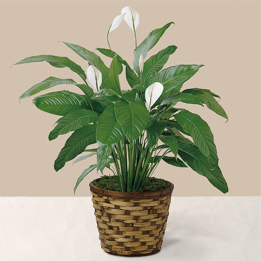 Tranquil Moments Peace Lily Plant –  Mongis Luxe Creations Llc, Old Bridge NJ