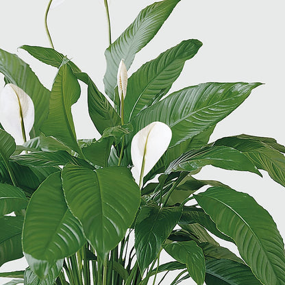 Tranquil Moments Peace Lily Plant –  Mongis Luxe Creations Llc, Old Bridge NJ