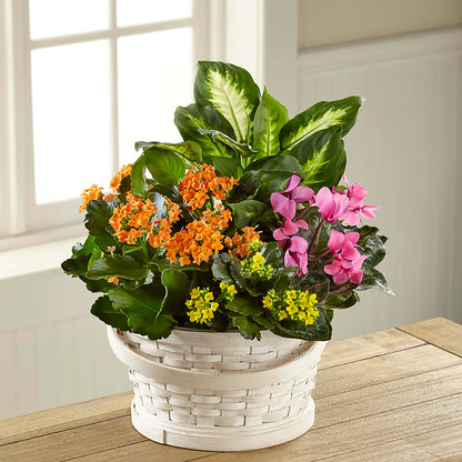 Color Crush Dishgarden –  Mongis Luxe Creations Llc, Old Bridge NJ
