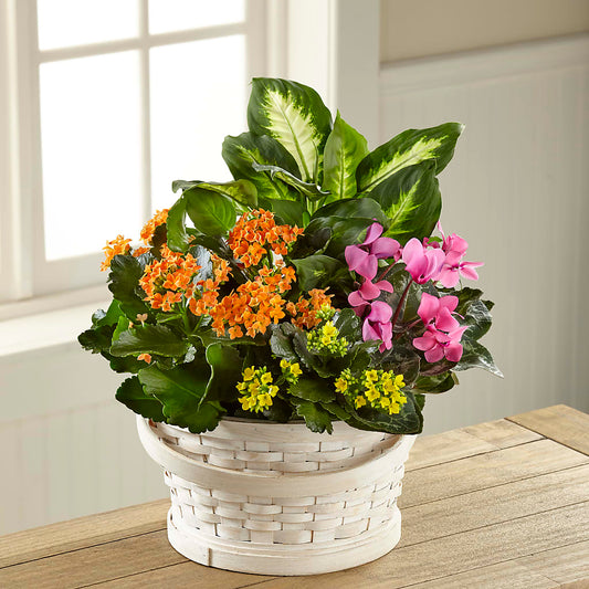 Color Crush Dishgarden –  Mongis Luxe Creations Llc, Old Bridge NJ