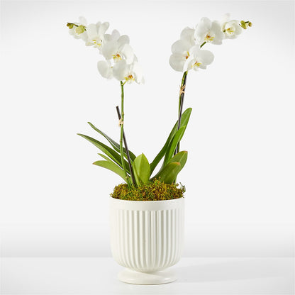 Whispering White Orchid –  Mongis Luxe Creations Llc, Old Bridge NJ