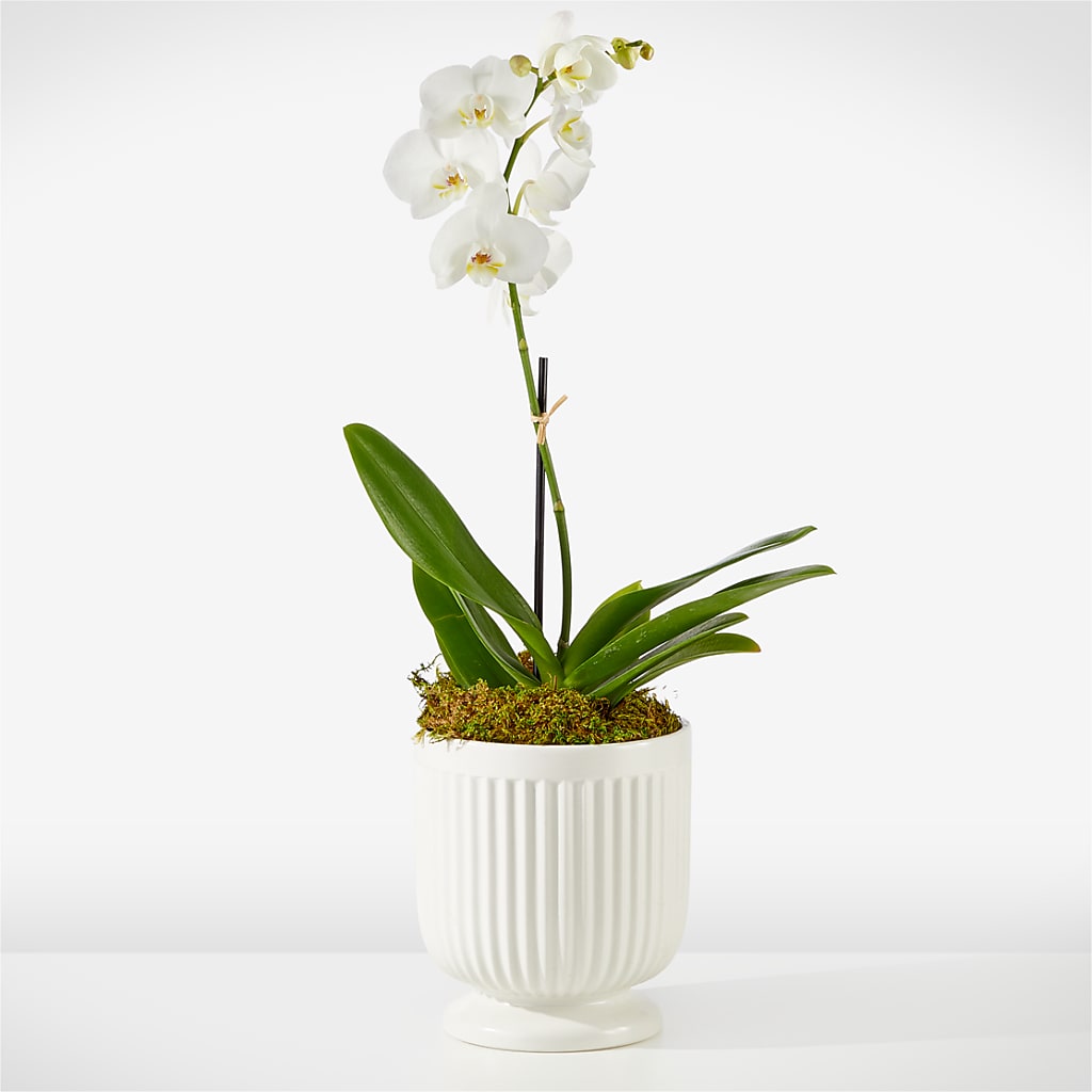 Whispering White Orchid –  Mongis Luxe Creations Llc, Old Bridge NJ
