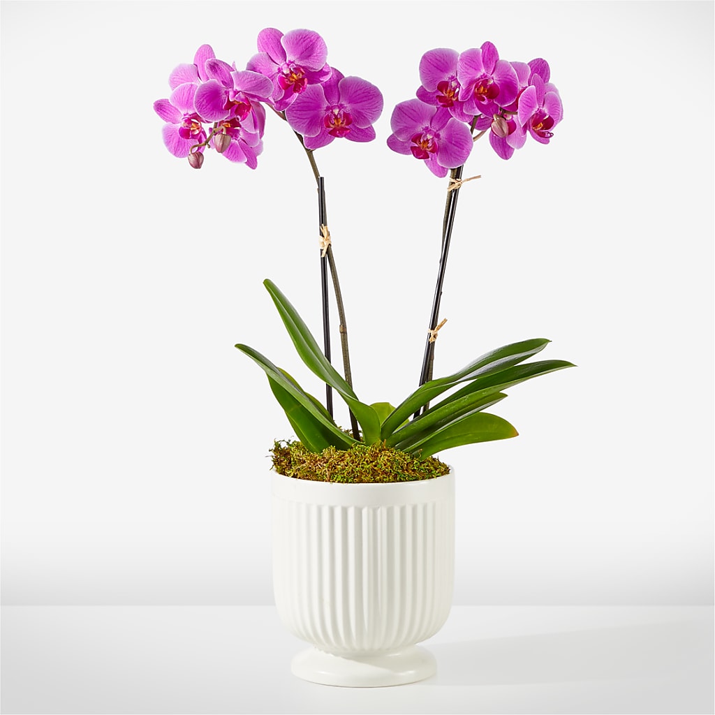 Friendly Fuchsia Orchid –  Mongis Luxe Creations Llc, Old Bridge NJ