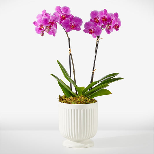 Friendly Fuchsia Orchid –  Mongis Luxe Creations Llc, Old Bridge NJ