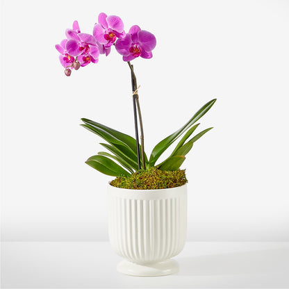 Friendly Fuchsia Orchid –  Mongis Luxe Creations Llc, Old Bridge NJ