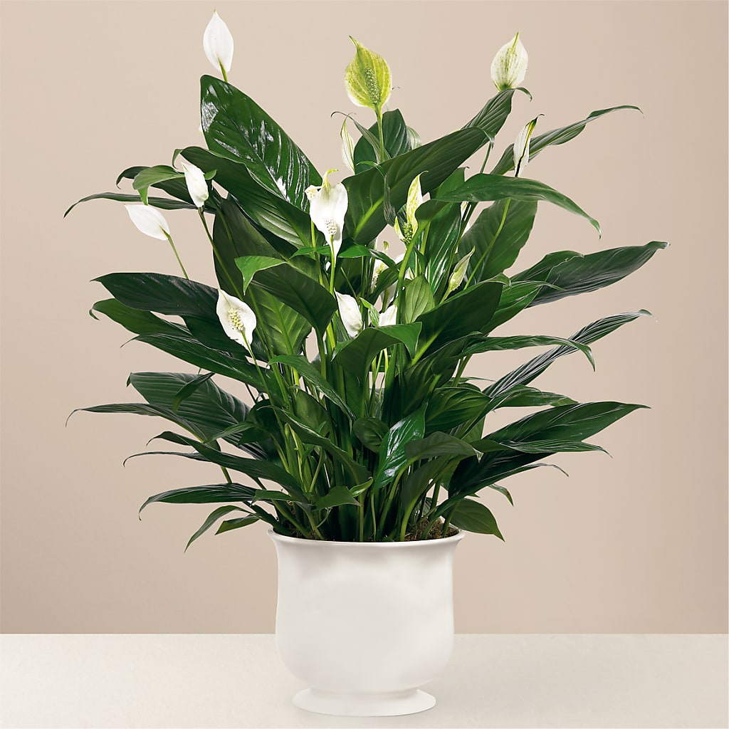 Comfort Planter –  Mongis Luxe Creations Llc, Old Bridge NJ