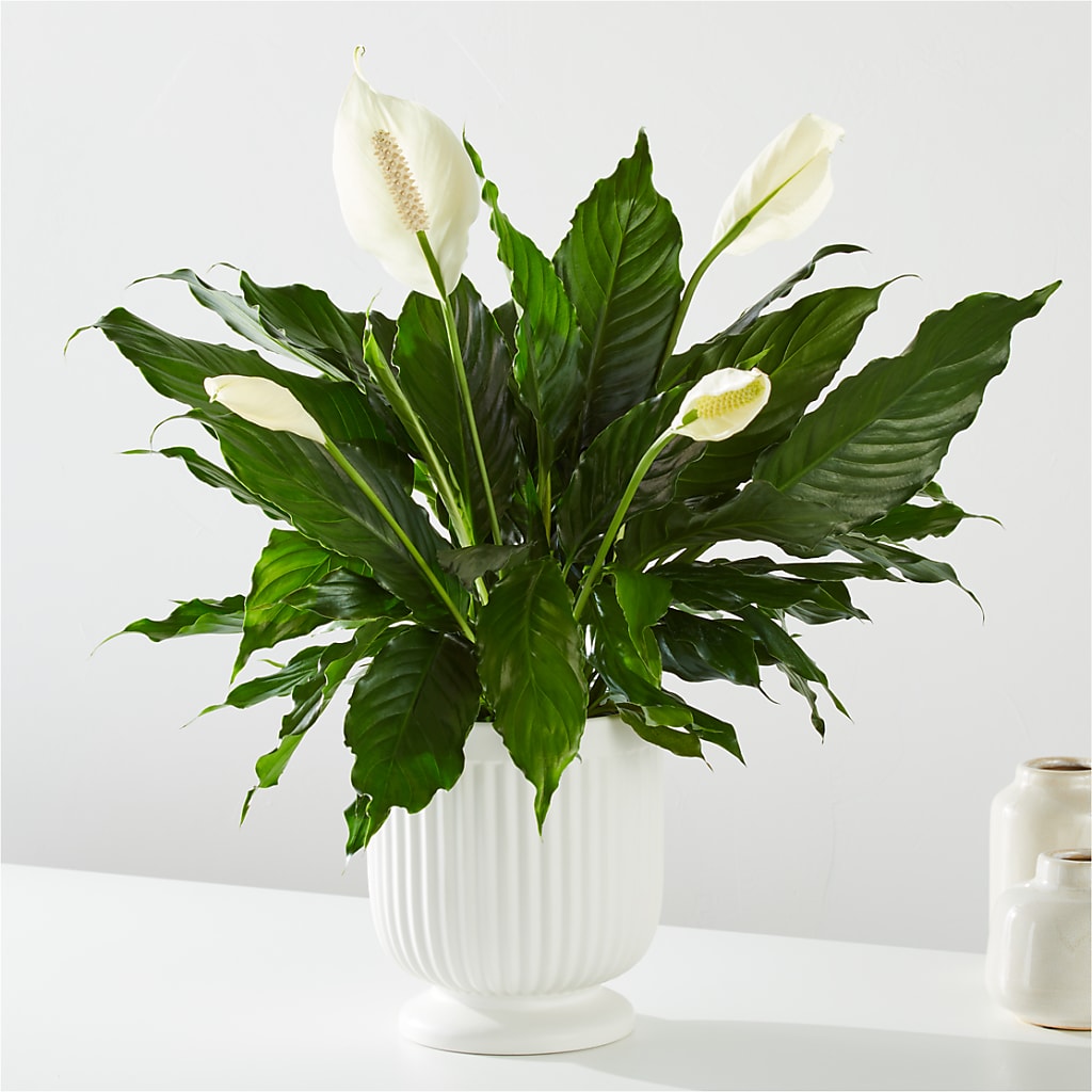 Comfort Planter –  Mongis Luxe Creations Llc, Old Bridge NJ