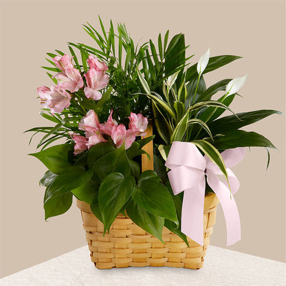 Living Spirit Dishgarden –  Mongis Luxe Creations Llc, Old Bridge NJ