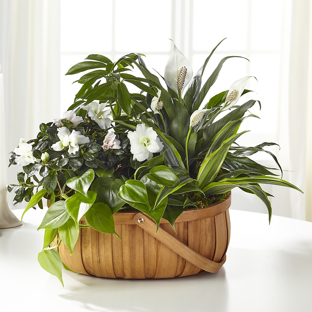 Serene Dishgarden –  Mongis Luxe Creations Llc, Old Bridge NJ