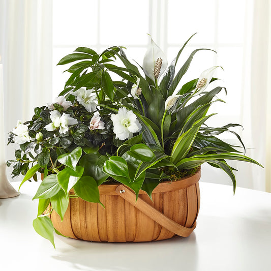 Serene Dishgarden –  Mongis Luxe Creations Llc, Old Bridge NJ