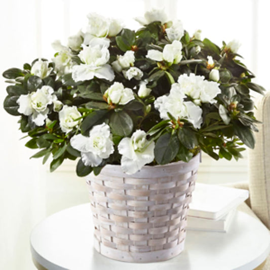 White Azalea Plant –  Mongis Luxe Creations Llc, Old Bridge NJ