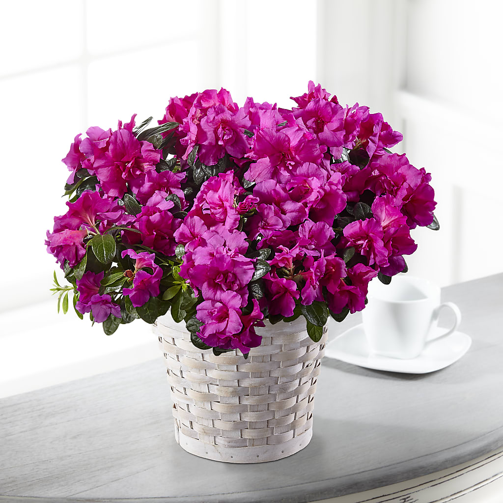 Hope & Serenity Azalea Plant –  Mongis Luxe Creations Llc, Old Bridge NJ
