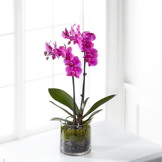 Pink Orchid Plant –  Mongis Luxe Creations Llc, Old Bridge NJ