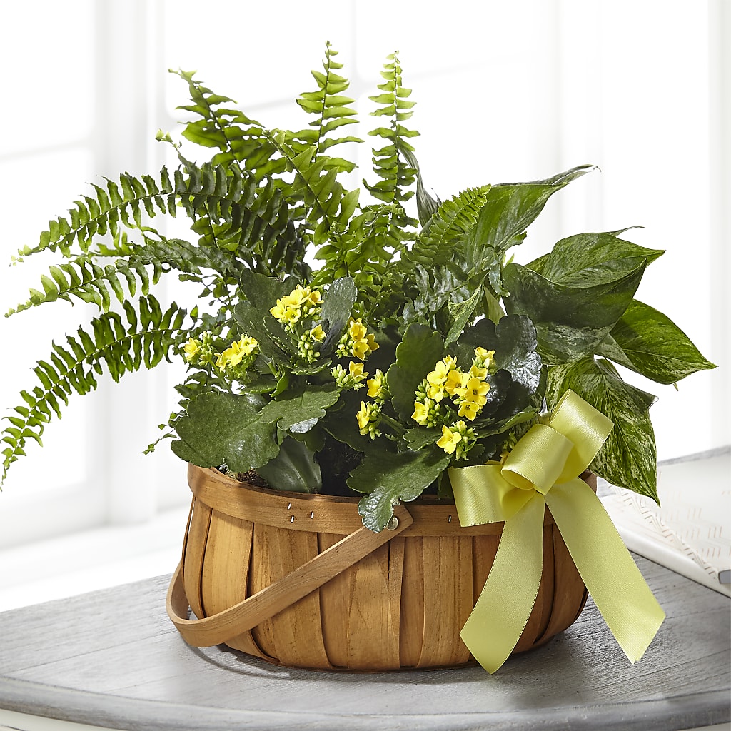 Always Dear Dishgarden –  Mongis Luxe Creations Llc, Old Bridge NJ