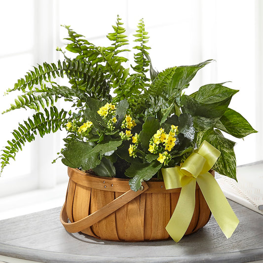 Always Dear Dishgarden –  Mongis Luxe Creations Llc, Old Bridge NJ