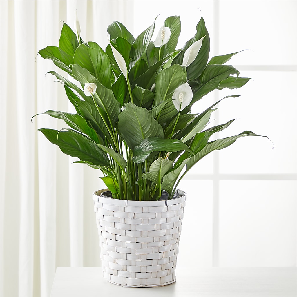 A New Leaf Peace Lily –  Mongis Luxe Creations Llc, Old Bridge NJ