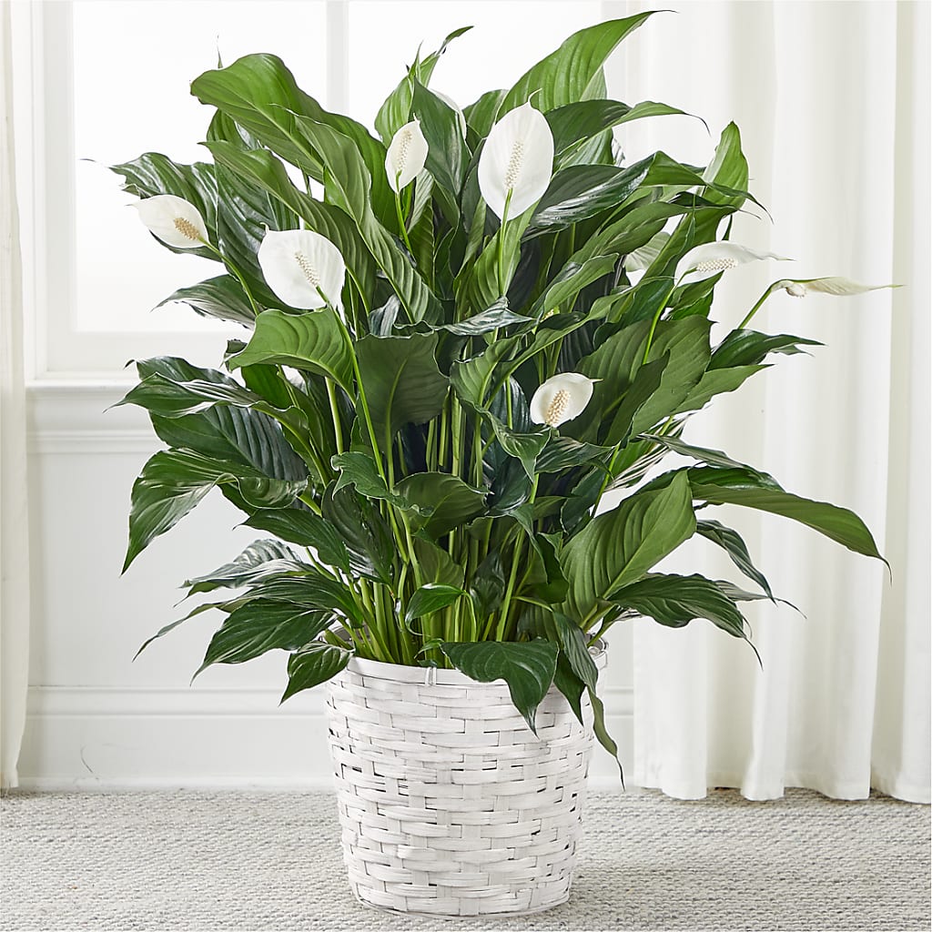 A New Leaf Peace Lily –  Mongis Luxe Creations Llc, Old Bridge NJ