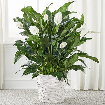 A New Leaf Peace Lily –  Mongis Luxe Creations Llc, Old Bridge NJ