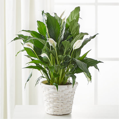 A New Leaf Peace Lily –  Mongis Luxe Creations Llc, Old Bridge NJ