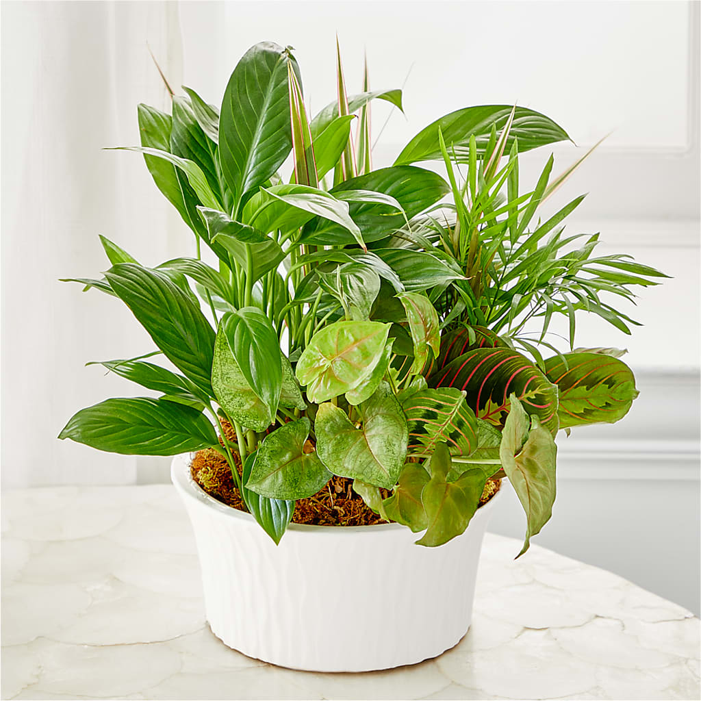 Balance & Harmony Dishgarden –  Mongis Luxe Creations Llc, Old Bridge NJ