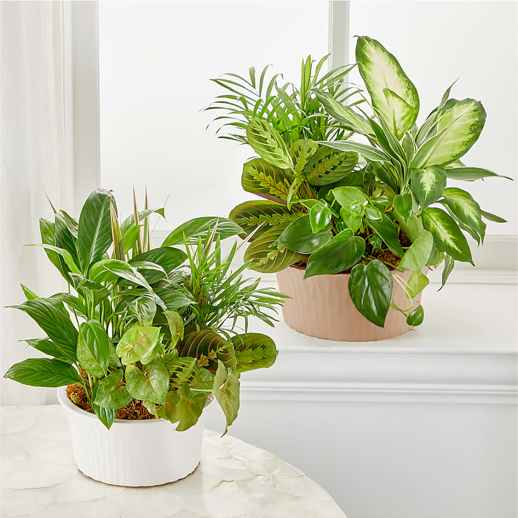 Balance & Harmony Dishgarden –  Mongis Luxe Creations Llc, Old Bridge NJ