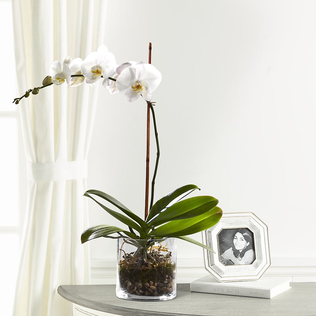White Orchid Planter –  Mongis Luxe Creations Llc, Old Bridge NJ