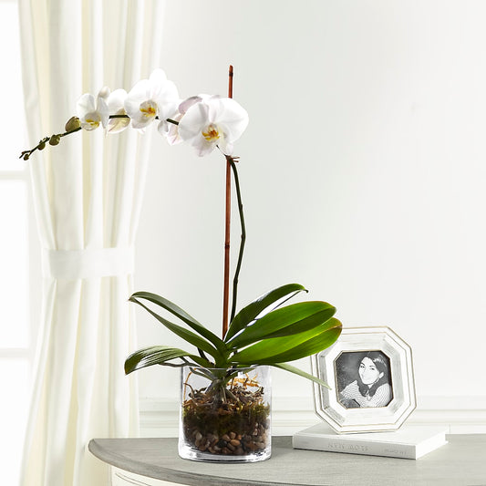 White Orchid Planter –  Mongis Luxe Creations Llc, Old Bridge NJ